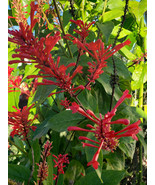 Red Odontonema Cuspidatum Firespike Cardinal’s Guard - Rooted Starter Po... - $252.21 MXN