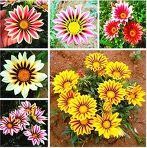 100Seeds Mixed 6 Colors Of Gorgeous Gazania Rigens Seeds Garden Fresh USA Store - £8.64 GBP