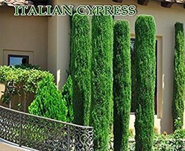 Fresh 300 Italian Cypress Seeds Cupressus Sempervirenstuscanor Graveyard Cypress - £30.81 GBP