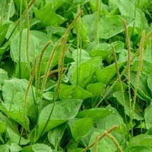 Plantain Herb Seeds 250 Plantago Major Heat Tolerant Garden - £3.36 GBP