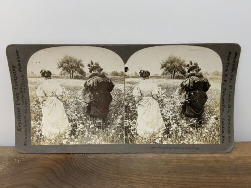 Eduardian Era Keystone View Co SV Card Photo 1898 Gathering Daisies In D... - $18.76