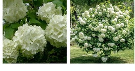 Live Plant - Old Fashioned Snowball Viburnum Shrub/Bush - 6-12&quot; Tall - 4&quot; Pot - £57.43 GBP