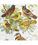 Orioles And Meadowlark 1955 Plate Print Birds Of America Nature Art DWEE32 - €29,87 EUR Orioles And Meadowlark 1955 Plate Print Birds Of America Nature Art DWEE32 - €29,87 EUR