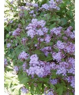 100 Purple Mistflower Hardy Ageratum Eupatorium Coelestinum Blue Flower ... - £8.41 GBP