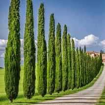 FREE SHIPPING Cupressus sempervirens Italian &amp; Tuscan Cypress Pencil Pine 10 See - £14.11 GBP