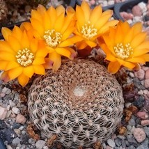 Vibrant Sulcorebutia Cactus Seeds (10 Pack) - Start Your Own Mini Desert, Ideal  - £7.46 GBP