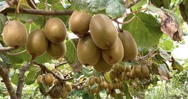 100+ Golden Kiwi Seeds: FAST GROWING EDIBLE FRUIT VINE (Actinidia chinen... - $3.95