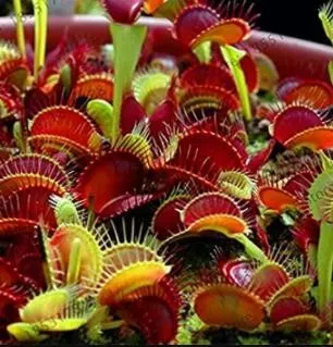 20 Seeds, insectivorous plants, Giant Dionaea Muscipula, Flytrap Carnivo... - £14.13 GBP