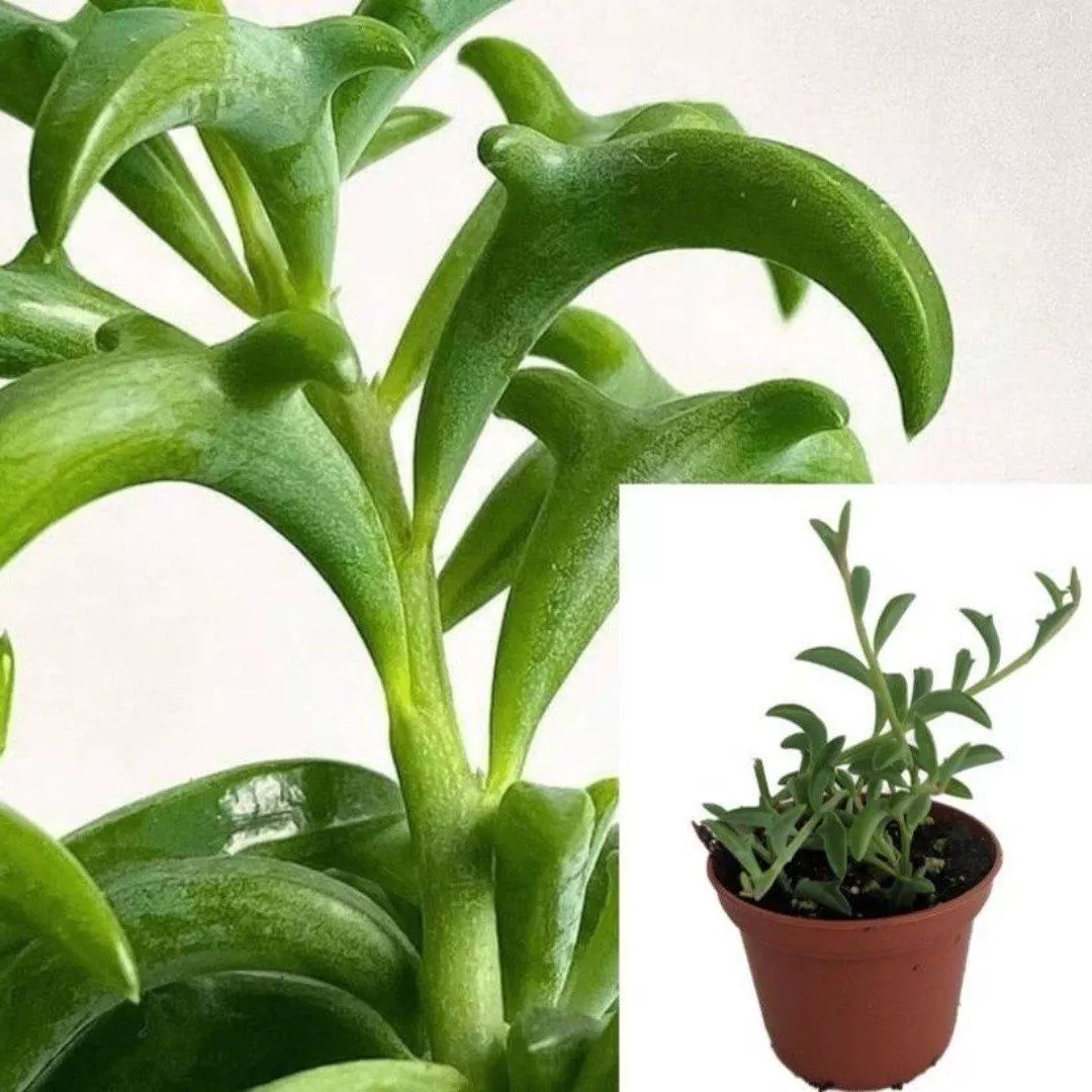 String Of Dolphins Plant 4&quot; Pot Hanging Succulent Dolphin Live Plant USA... - $22.99