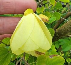 Live Plant Bauhinia Tomentosa, Rare Yellow Bell Orchid Tree Flowering In 4" Pot - $31.00