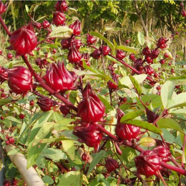 50+Roselle Seeds Asian Sour Leaf Red Sorrell Florida Cranberry Jamaican Tea Usa  - £9.14 GBP