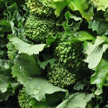 Broccoli Raab Heirloom Great Vegetable Seeds By Seed Kingdom Bulk 20000 Seeds Fr - $29.40