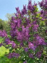 Syringa x hyacinthiflora &#39;Pocahontas&#39; Lilac - Live Plant - 4&quot; Pot Size - £19.92 GBP