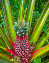 15 Red Spanish Pineapple Seeds, Tropical Exotic Fruit Plant, Sweet - €11,11 EUR