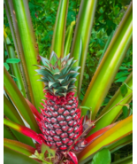 15 Red Spanish Pineapple Seeds, Tropical Exotic Fruit Plant, Sweet - $12.99