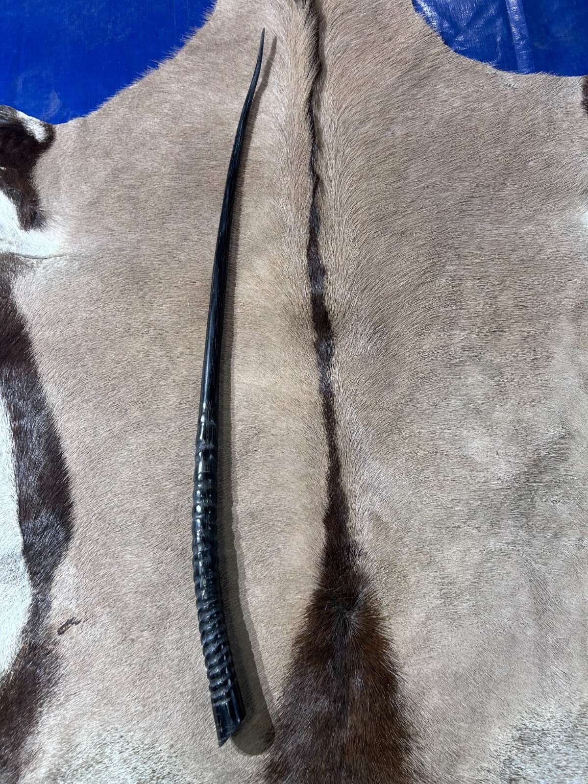 Gemsbok Horn Polished, Polished Oryx 1 Horn Average Size: 43 inches - $98.01