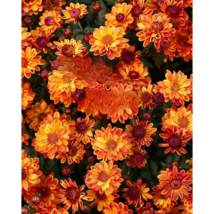 SGH 200 Seeds Bronze Mums Chrysanthemum Flowers Katelli Garden Mum Autumn Fall - £7.86 GBP