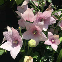 50 Platycodon Light Pink Balloon Flowers Seeds Perennial Flower Garden - £10.78 GBP