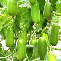 Fresh Seeds 5 Packs Of Eight Ridged Crispy Cucumber Seeds Fragrant And Dugar Fre - $19.98