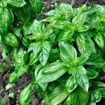 Italian Large Leaf Basil Seed Fresh Seeds Fast Shipping - $17.39