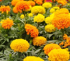 Marigold Seeds 2.5g for Planting a Beautiful Flower Garden, Bursting wit... - $199.50 MXN