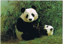 Postcard Giant Panda Cub With Cub China - £3.96 GBP