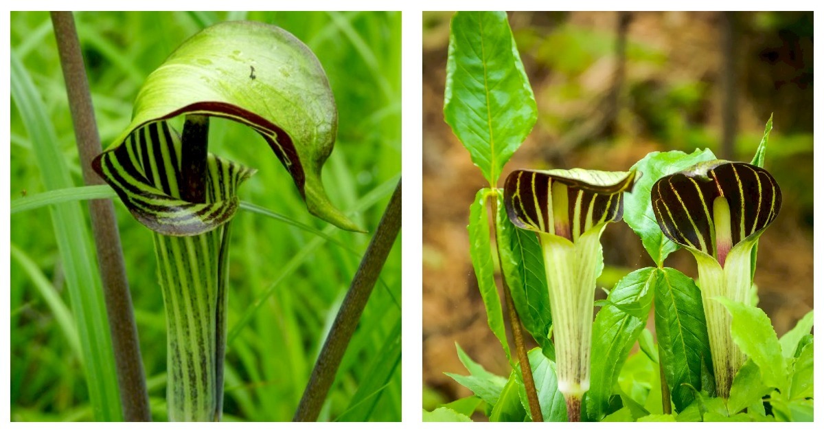 5 Jack in the Pulpit, Arisaema triphyllum, Wildflowers Bare Root stock - $40.93