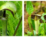 5 Jack in the Pulpit, Arisaema triphyllum, Wildflowers Bare Root stock - £32.71 GBP