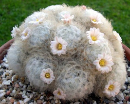 Mammillaria Plumosa rare feather cactus cacti soft exotic seeds seed - $8.99