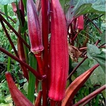 Red Burgundy Okra Seeds Organic Fast Shipping - $7.48