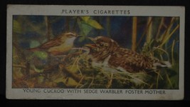 Vintage John Player Cigarette Cards Wild Birds No # 7 Number X1 b14 - £1.36 GBP