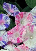 25 Seeds Carnival Mix Morning Glory Ipomoea Flower Seeds / Self-Sowing A... - $14.86