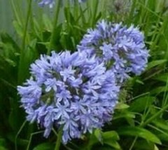 10 Seeds Agapanthus Praecox Dwarf Blue - £15.76 GBP