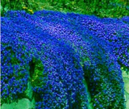 100 Seeds Creeping Thyme Bonsai Or Blue Rock Cress Seeds Ground Cover Flower Nat - $10.90