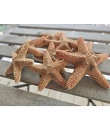 Nautical Beach 4-5" Natural Red Jungle Starfish - €2,14 EUR
