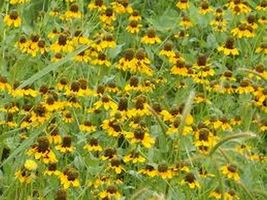500 Pcs Clasping Coneflower Flower Seeds #MNSS - £11.78 GBP