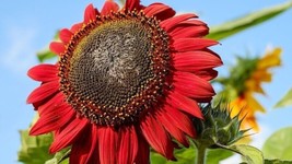 HGBO 100 Seeds Red Sun Sunflower Seedsheirloomnon Gmofreshrare From US - $8.72