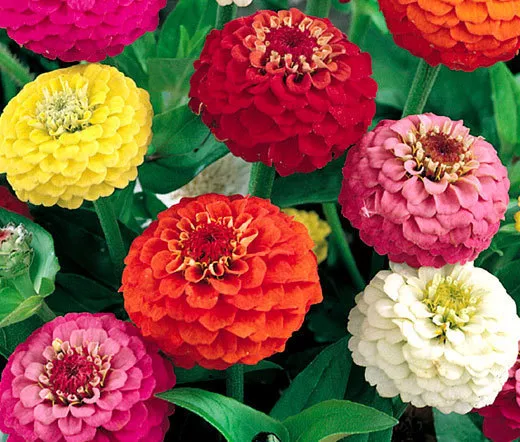 200 Seeds Strawflower Mixed Colors Helichrysum Monstrosum Usps Shipping - £14.80 GBP