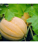 SM 100 Hales Best Jumbo Cantaloupe Heirloom Seeds Seeds Organic Easy to ... - €11,53 EUR