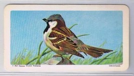 Brooke Bond Red Rose Tea Card #32 House Sparrow Canadian American Songbirds - £0.77 GBP