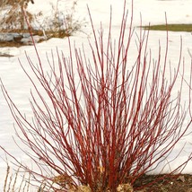 Arctic Fire Red Twig Dogwood - Cornus sericea - 4&quot; Pot Size Plant - £19.93 GBP