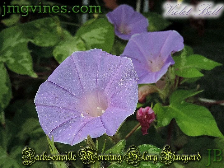 Violet Bell Japanese Morning Glory 6 Qty - $14.54 CAD