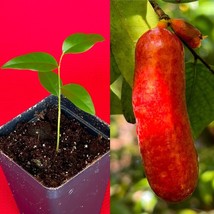 Fingersop Meiogyne cylindrocarpa Red Paipai Fruit Tropical Tree Plant RARE - £20.96 GBP