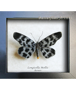 Longicella Mollis Real Beautiful Dayflying Moth Framed Entomology Shadowbox - £41.68 GBP