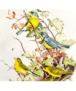 American Warblers 1957 Lithograph Bird Art Print John H Dick #2 DWDD4 - £39.50 GBP