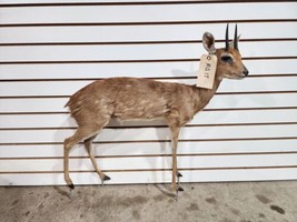 oribi, (Ourebia ourebi) Deer Fawn Taxidermy Mount - $900.00