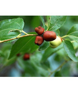 10 Li Jujube Seeds Ziziphus Jujuba Li Hardy To Zone 6 Fresh Seeds - $14.70