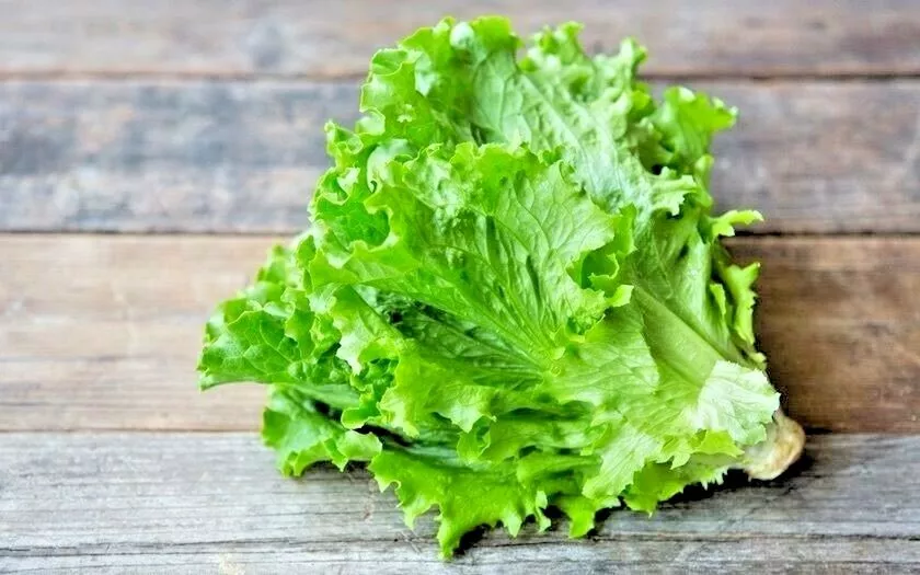 600 GREEN ICE Lettuce Seeds Organic Vegetable Garden - £5.32 GBP