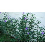 SL Mexican Petunias Seed- Ruellia Brittoniana 'Blue Star' 150 Seeds! - $5.52