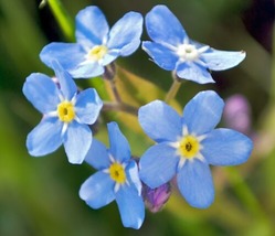 100 Fresh Seeds Forget Me Not Flower Seeds - £4.76 GBP